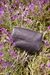 Clutch Chajá | Cuero Negro - comprar online
