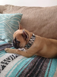 Dogui clásico con correa (Oportunidad!) - comprar online