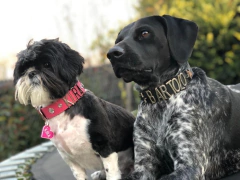 DOGUIZADOS CLÁSICOS - comprar online