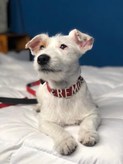 Dogui clásico con correa (Oportunidad!)