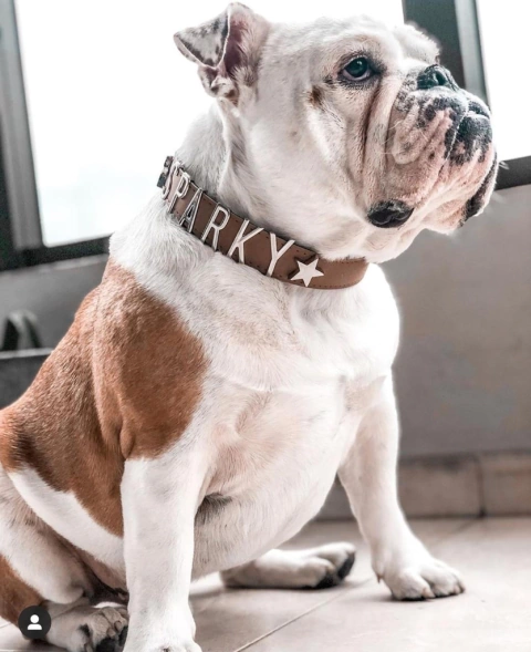 DOGUIZADOS CLÁSICOS - comprar online