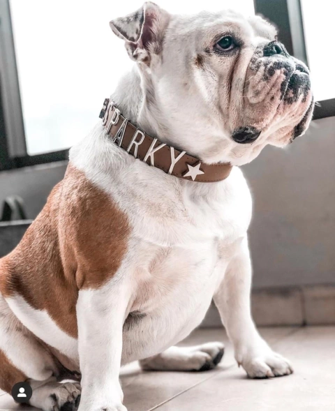 Dogui clásico con correa (Oportunidad!) - comprar online