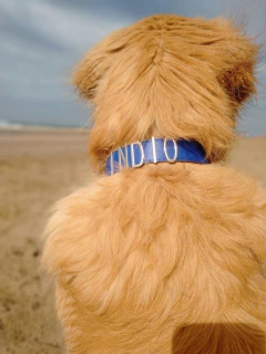 Dogui clásico con correa (Oportunidad!) en internet