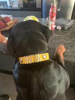 Dogui clásico con correa (Oportunidad!) - PAM * Peek and Miis - Boutique Mascotera-*