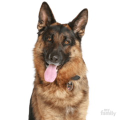 Chapita My Family Colección MY FRIENDS GERMAN SHEPHERD - comprar online
