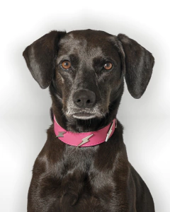 RAY - comprar online