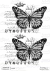 LAMINA DE TRANSFERENCIA 21