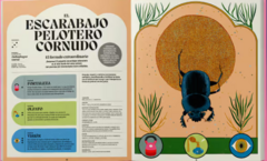 Superpoderes animales - Abrazandocuentos: Librería y distribuidora de libros infantiles