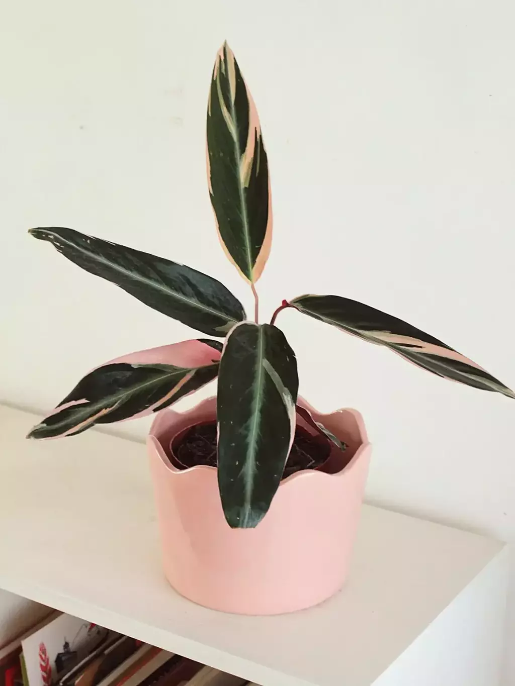 Maceta tulip grande