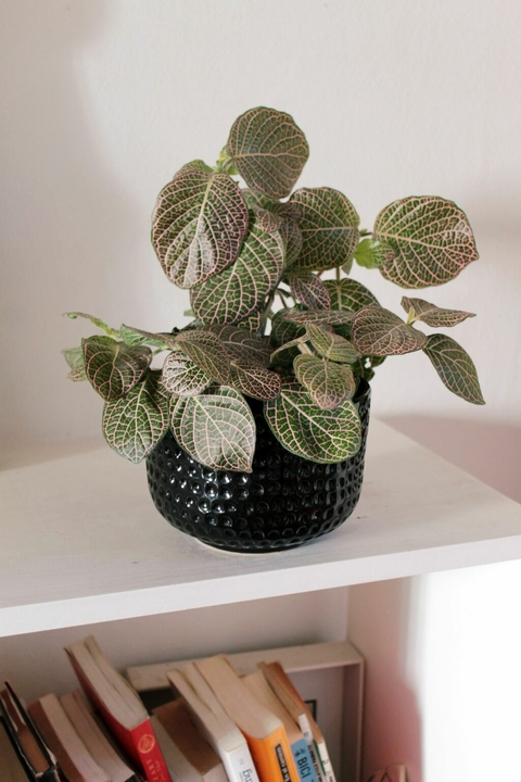 Maceta Perla M (14cm) - comprar online
