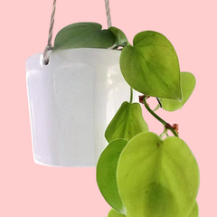 Maceta Gemma colgante - tienda online