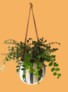 Maceta Luna colgante - comprar online