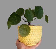 Maceta Perla M (14cm) en internet