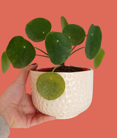 Maceta Perla M (14cm) - Lunar♡deco