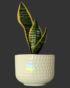 Maceta Perla M (14cm) - comprar online