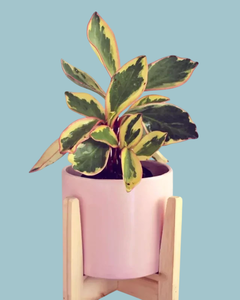 Maceta Gea - Lunar♡deco