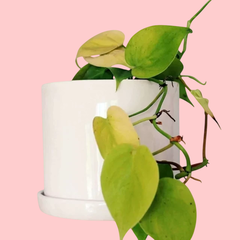 Maceta Gea - tienda online