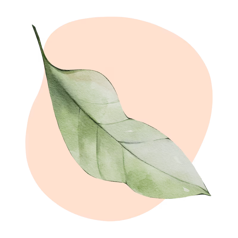 Ingredientes de base vegetal