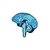 Pin cerebro