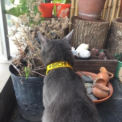 Imagen de Collar De Gato Bordado - Sin Elástico o Con Elástico -