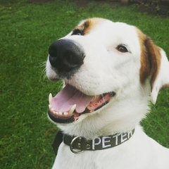 Collar Bordado DogIdeas