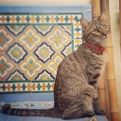 Collar De Gato Bordado - Sin Elástico o Con Elástico - - comprar online