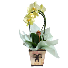 VASO DE FLORES - ORQUÍDEA VASO RUSTICO - comprar online