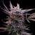 Choco OG x10 - 1439 Criadores de Semillas - comprar online