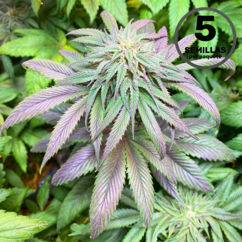 BSOD74 x3 - Billy Seeds - comprar online