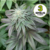 BSOD74 x3 - Billy Seeds