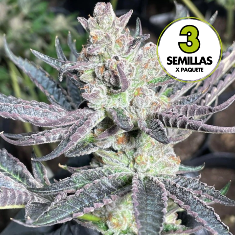Cake Crasher x3 - Shuga Seeds