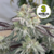 Celosa x3 - Shuga Seeds
