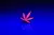 Pin logo Expo Cannabis Fuscia - comprar online