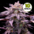 Choco OG x10 - 1439 Criadores de Semillas