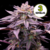 Choco OG x3 - 1439 Criadores de Semillas