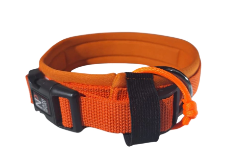 Coleira Falco Agile - Cores Vitale (Com bordado) - NP Nostro Pet Canisport