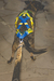 KIT SKATEJORING NEW FRECCIA - BRASILE (EDIÇÃO LIMITADA) - NP Nostro Pet Canisport