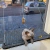 DESCANSO DE VIDRO PARA GATOS E CACHORROS na internet