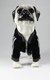 CONJUNTO TRAINING PARA CACHORRO GATO na internet