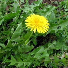 Diente de León - Digestión, depurativa, hígado - APANA - 50g - comprar online