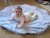 Playmat Koala - tienda online
