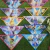 4950 - Bandanas M Winx Pacote com 10 unidades - comprar online
