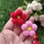 2172 - Flor de pompom pequena pacote com 20 unidades (cores variam a cada pacote)
