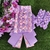 3750-Gargantilha luxo lilas/rosa Pacote com 5 conjuntos na internet