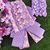 3750-Gargantilha luxo lilas/rosa Pacote com 5 conjuntos - comprar online