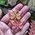 4027 - Laços pequenos jóia Butterfly pacote com 20 unidades - comprar online