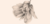 Banner de Guidobono