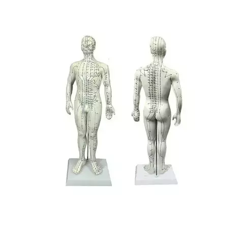 Boneco Anatômico Masculino C/ Pontos de Acupuntura