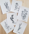 Diseño impreso de hierbas y arománticas Pack x6 diseños listos para bordar! - comprar online
