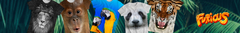 Banner de la categoría selva